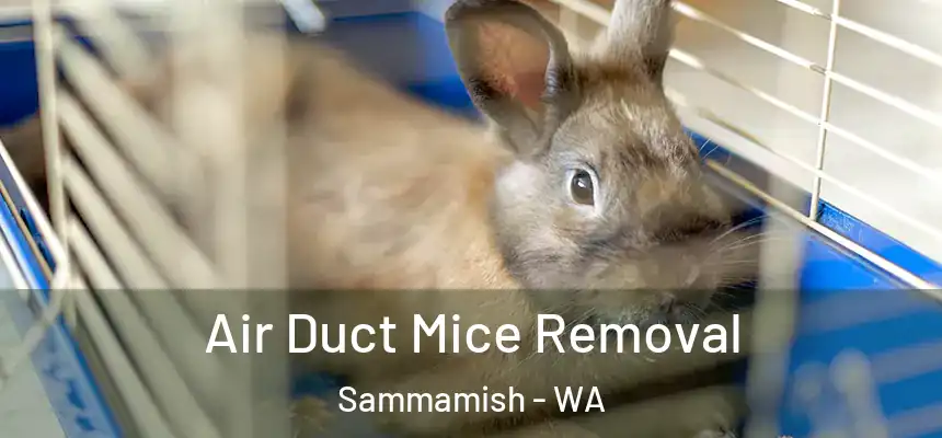  Air Duct Mice Removal Sammamish - WA