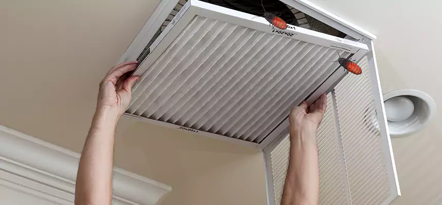 Our Insect Removal from Air Ducts Services in Sammamish, WA